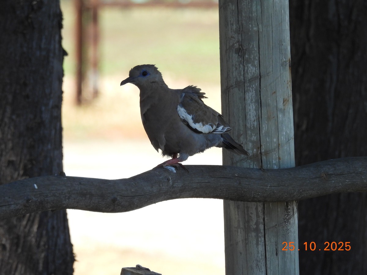 West Peruvian Dove - ML646546862