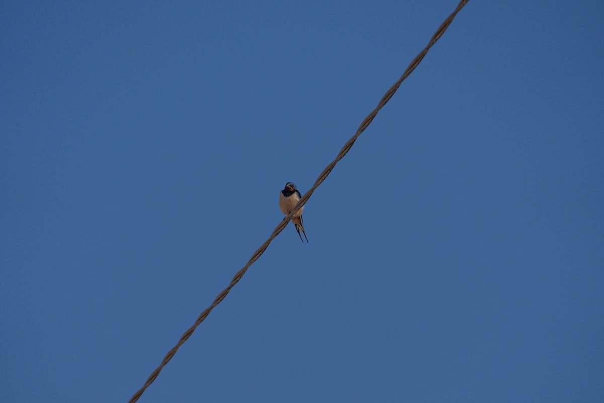 Barn Swallow - ML646546868