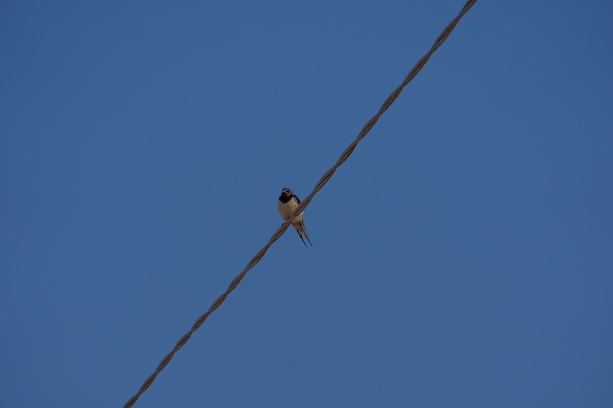Barn Swallow - ML646546871
