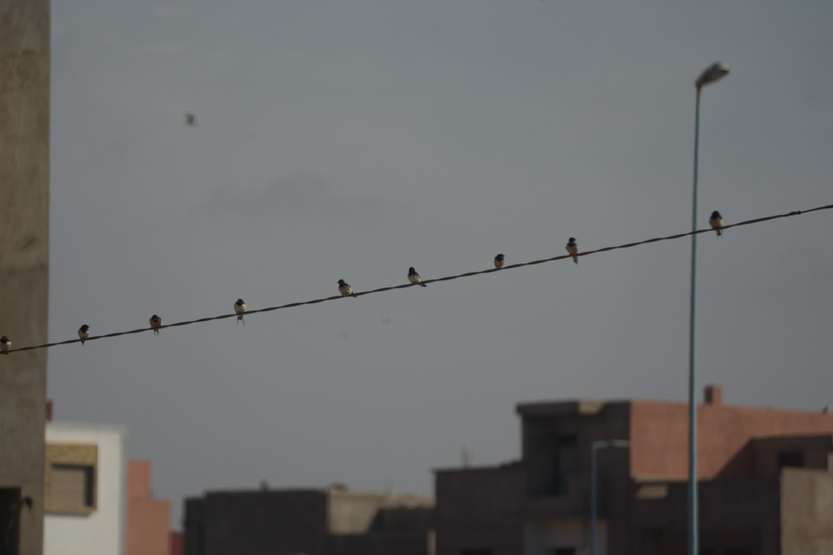 Barn Swallow - ML646546872