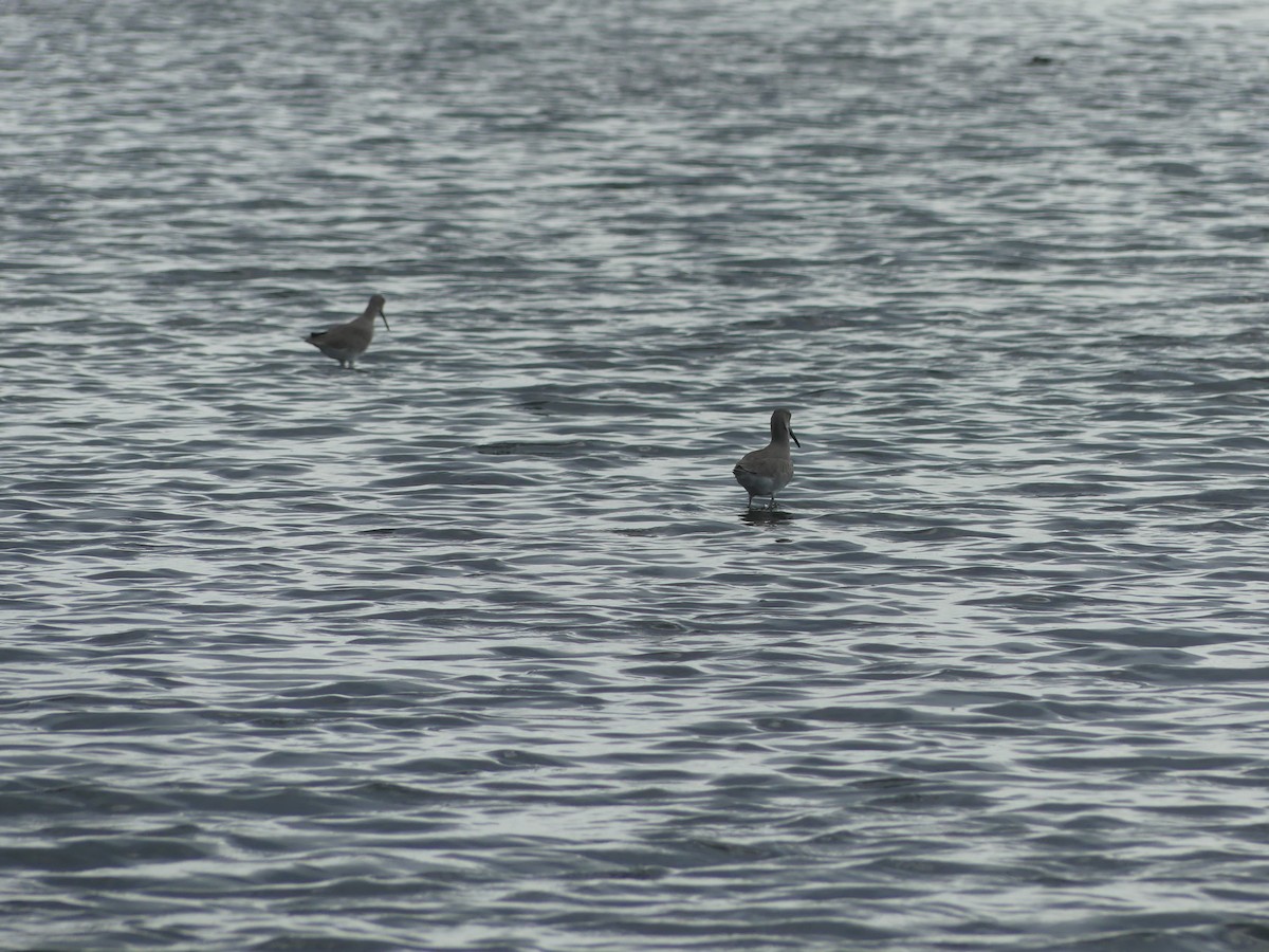 Willet - ML646546873