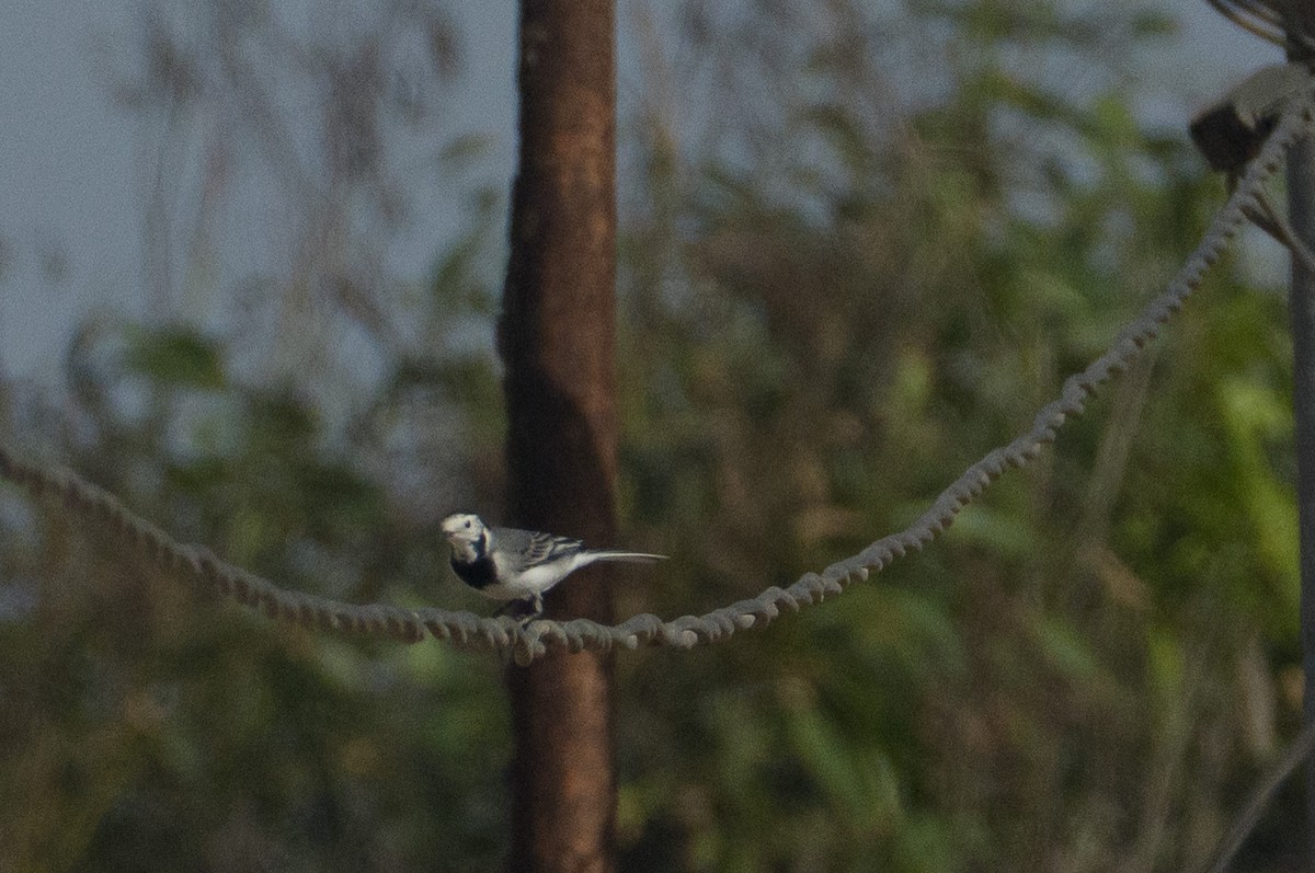 White Wagtail - ML646546874