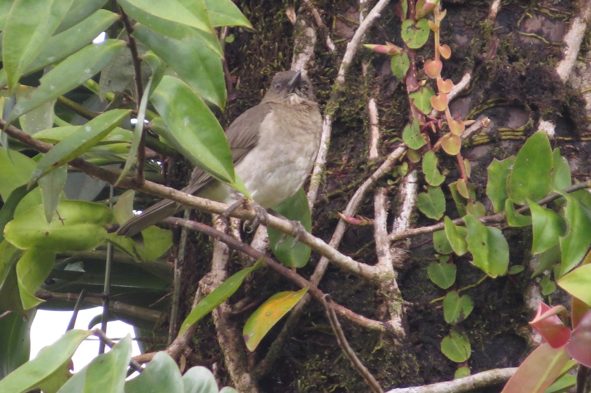 Black-billed Thrush - ML646546876