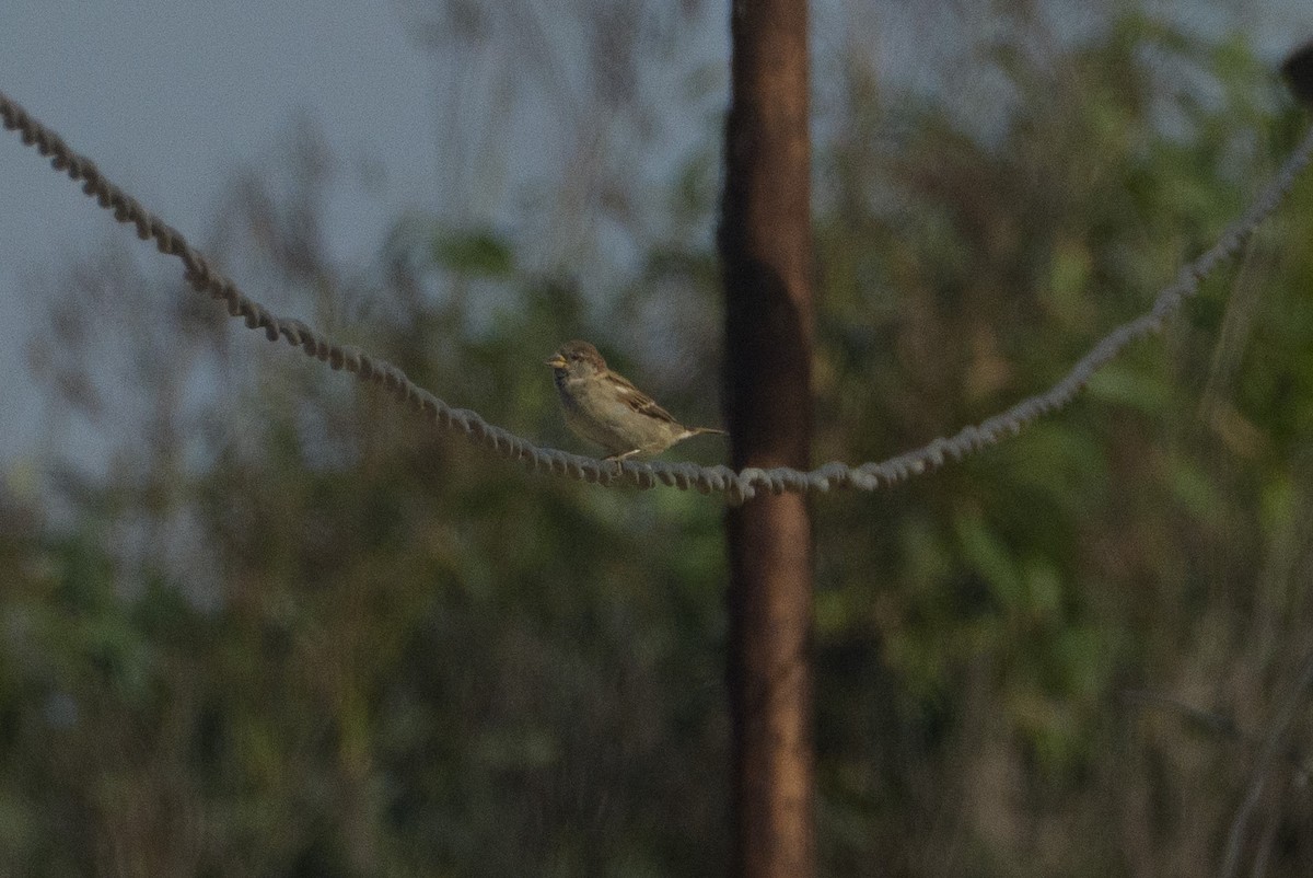 House Sparrow - ML646546877