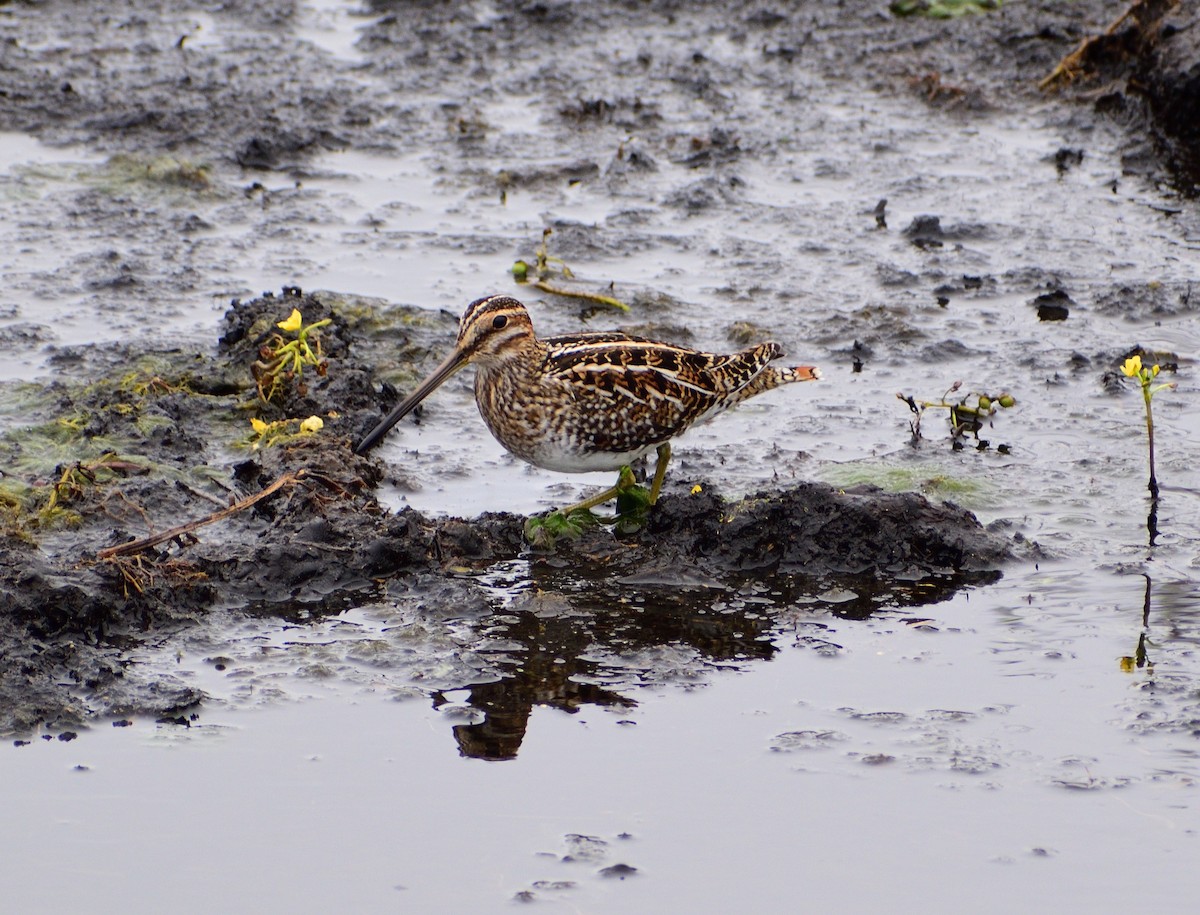 Wilson's Snipe - ML646546878