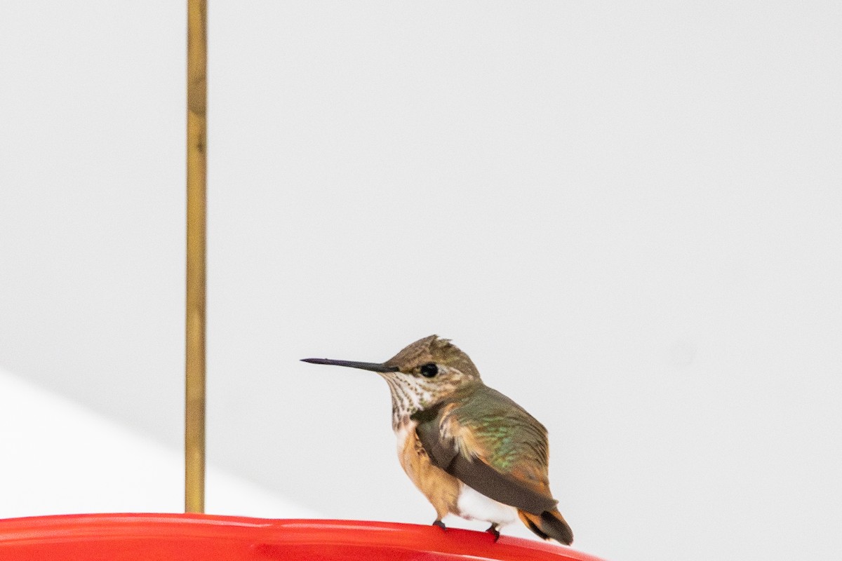 Rufous Hummingbird - ML646546879