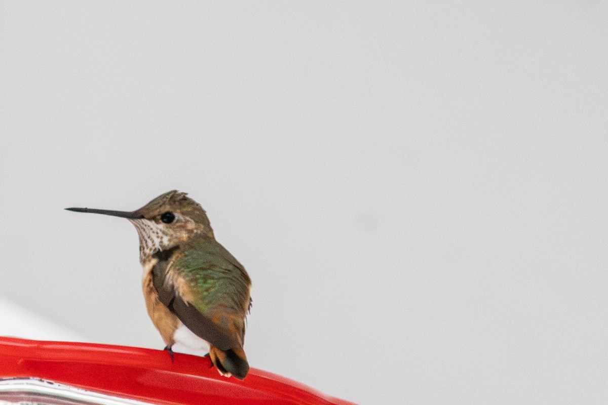 Rufous Hummingbird - ML646546880
