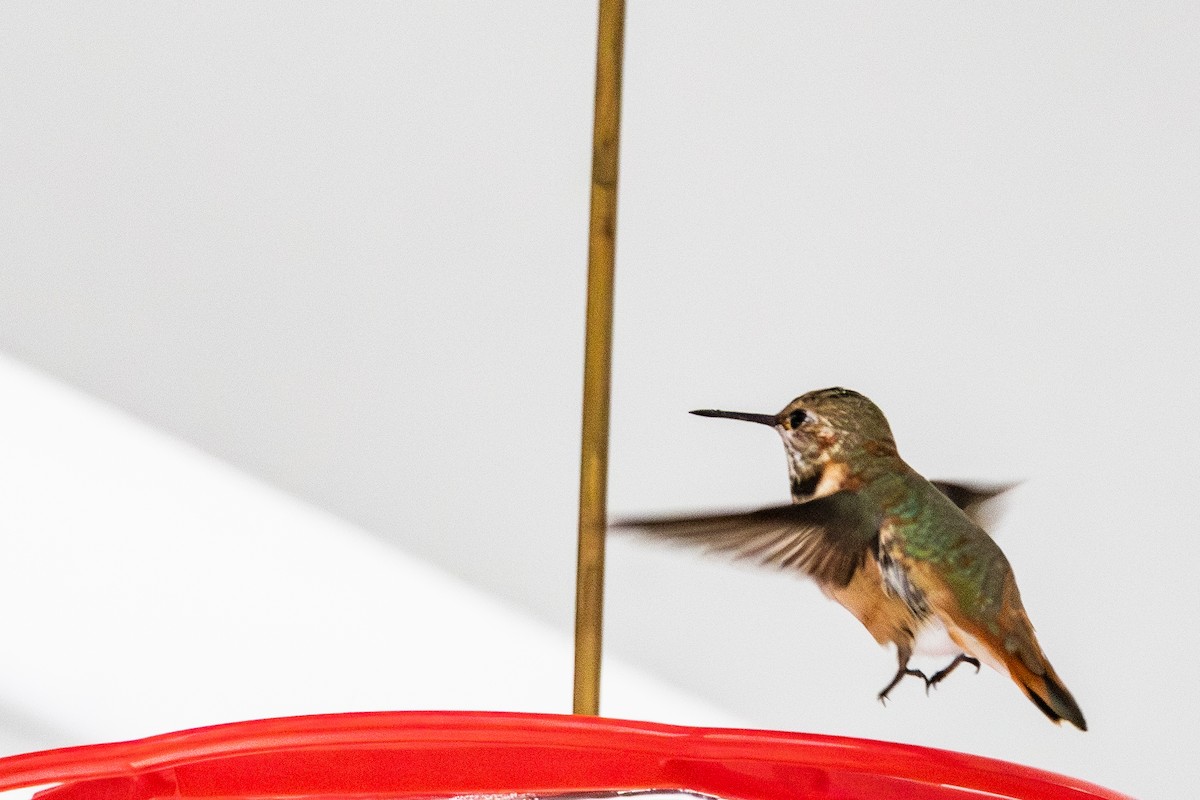 Rufous Hummingbird - ML646546881