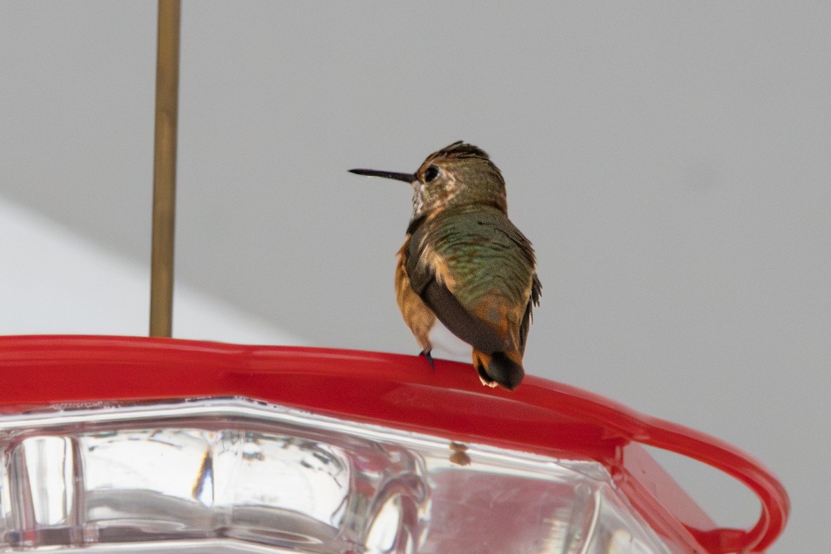 Rufous Hummingbird - ML646546882