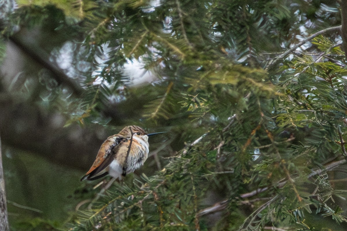 Rufous Hummingbird - ML646546883