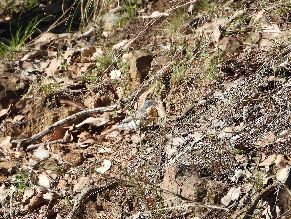 Leaden Flycatcher - ML646546885