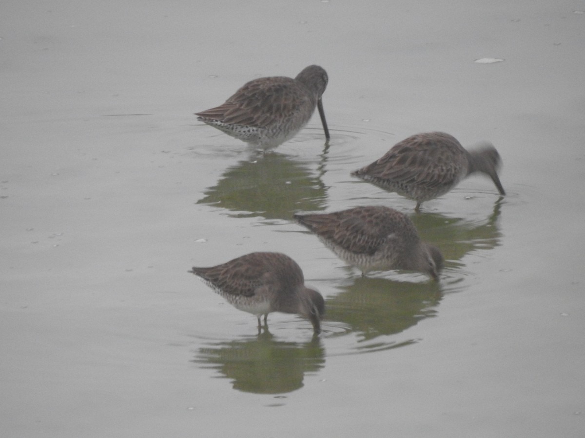 Long-billed Dowitcher - ML646546888