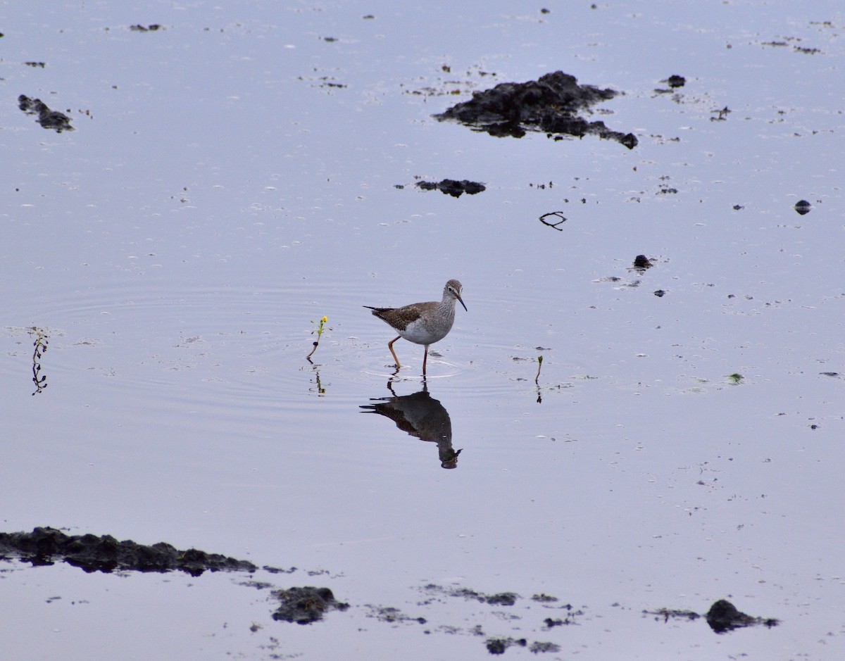 Greater Yellowlegs - ML646546889
