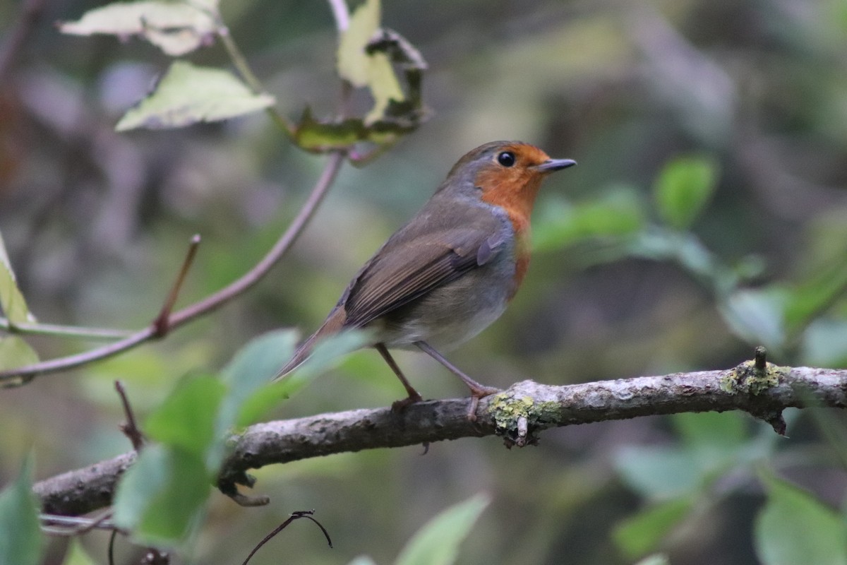 European Robin - ML646546896