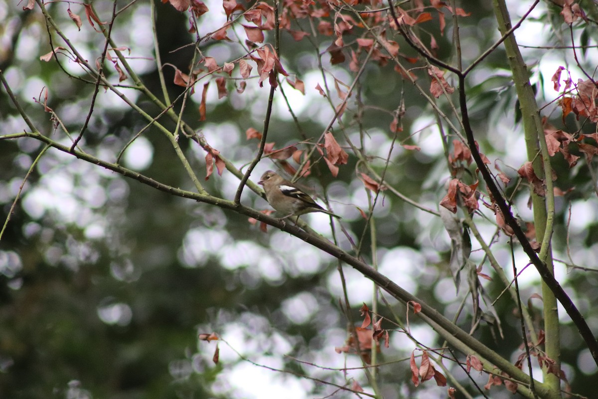 Common Chaffinch - ML646546898