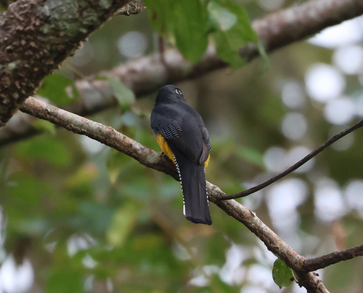 Trogón Caribeño - ML646546899