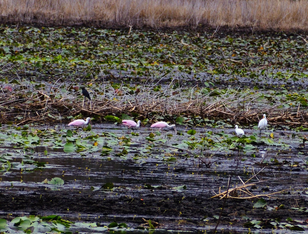 Espátula Rosada - ML646546901