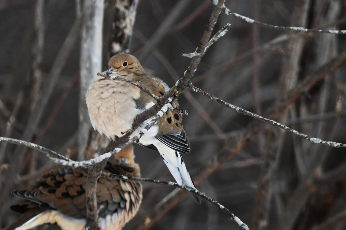 Mourning Dove - ML646546902