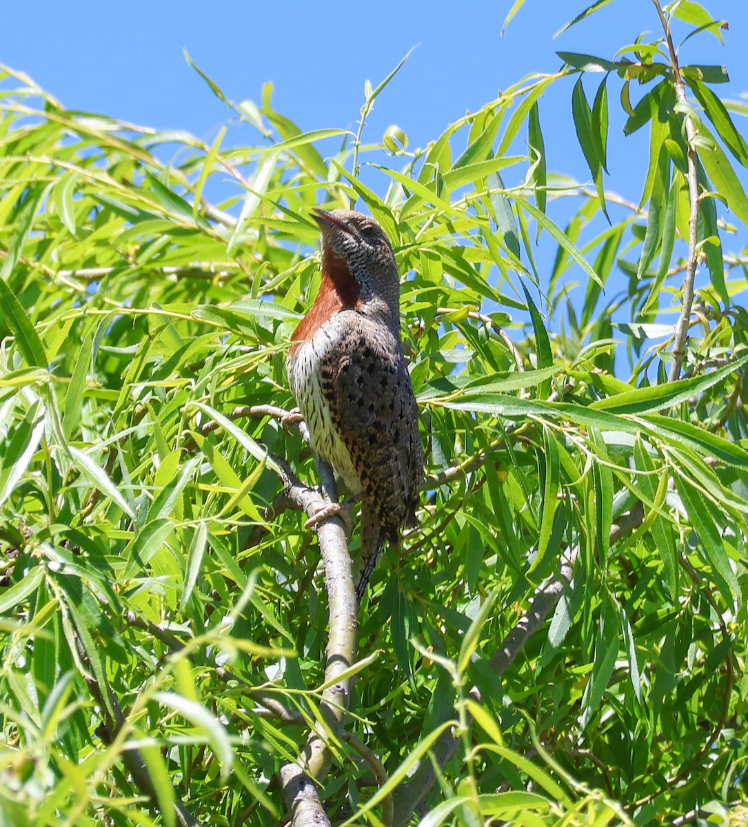 Red-throated Wryneck - ML646546903