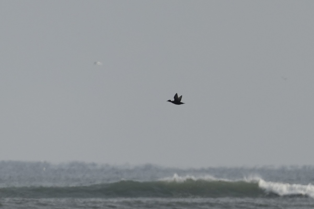 turpan pestrozobý - ML646546905