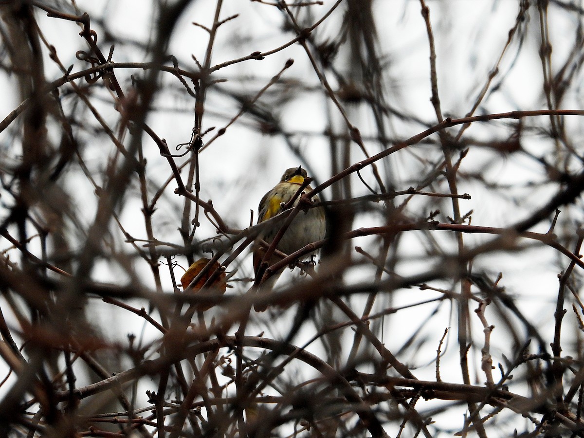 Kronenwaldsänger (Audubonwaldsänger) - ML646546911