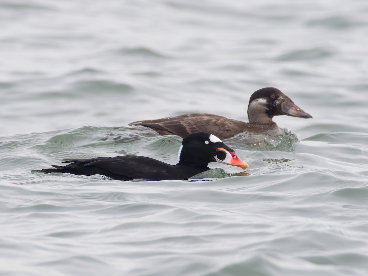 Surf Scoter - ML646546912