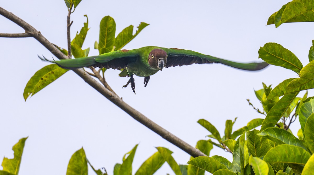 Al Yüzlü Papağan - ML646546913