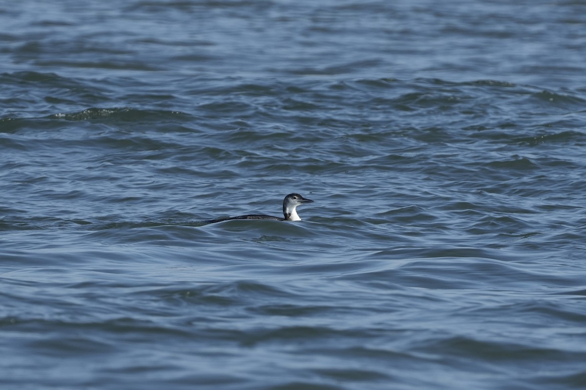 potáplice lední - ML646546914