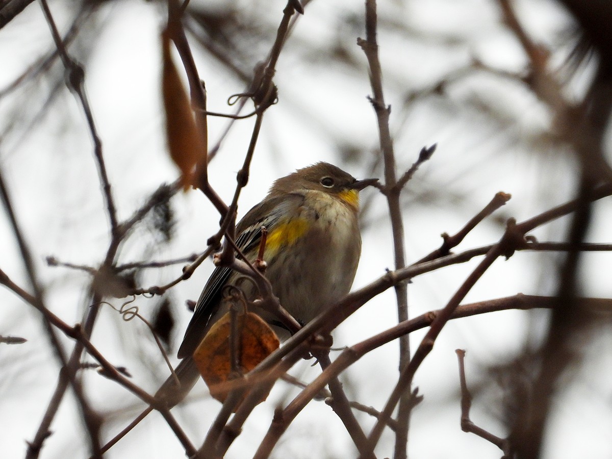 Kronenwaldsänger (Audubonwaldsänger) - ML646546915