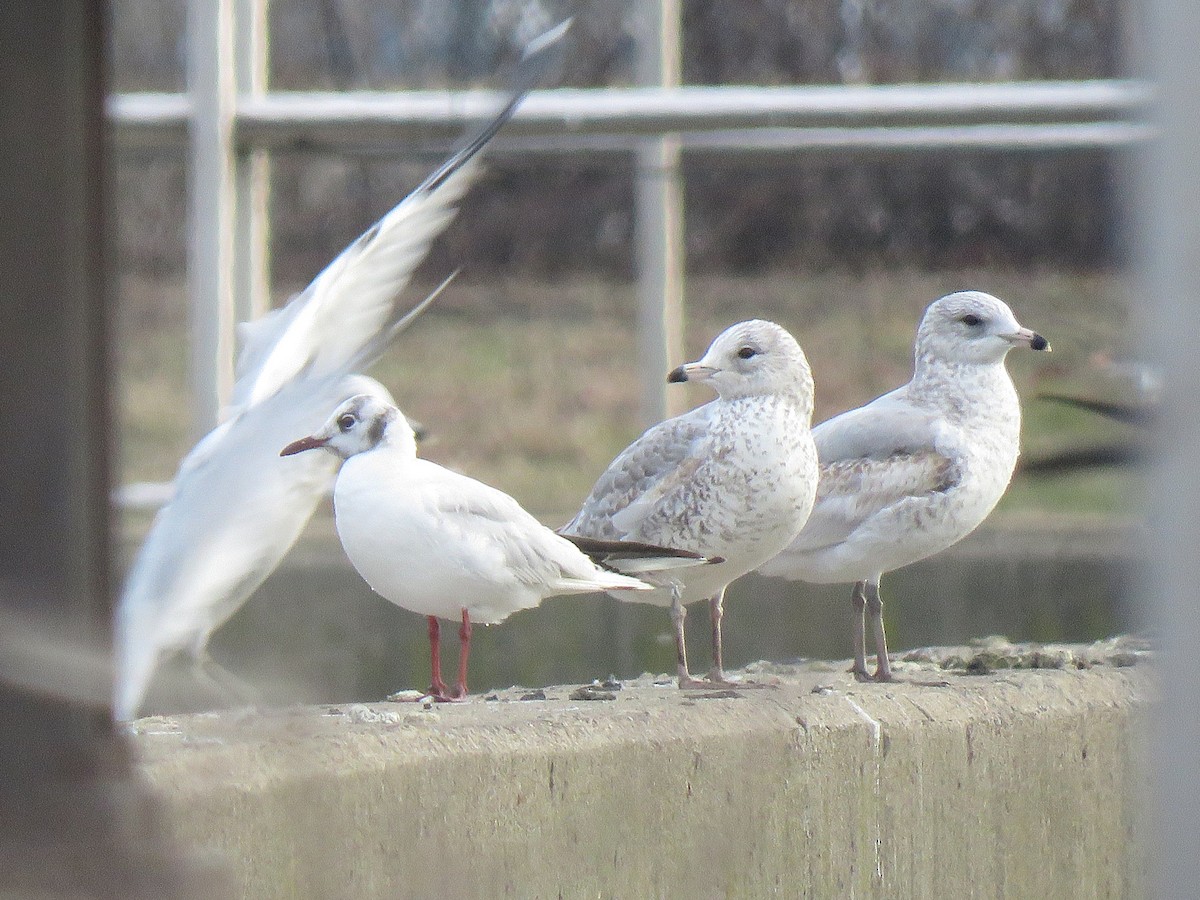 Ring-billed Gull - ML646546916