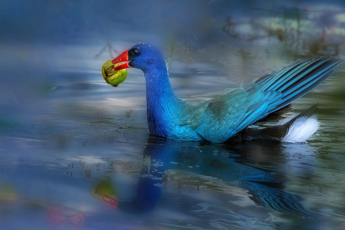 amerikapurpurhøne - ML646546917