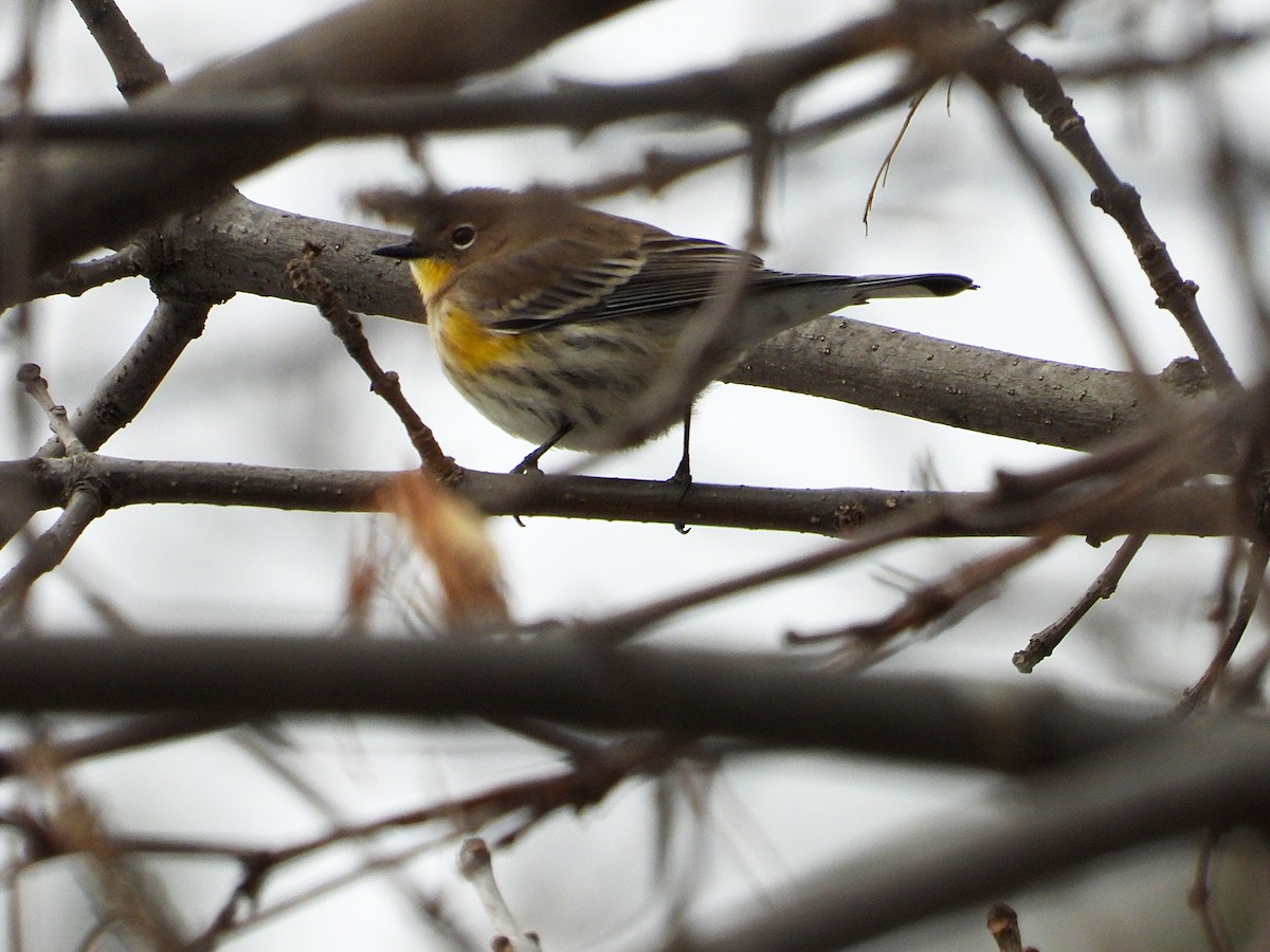 Kronenwaldsänger (Audubonwaldsänger) - ML646546921