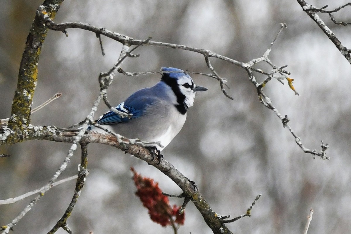 Blue Jay - ML646546922