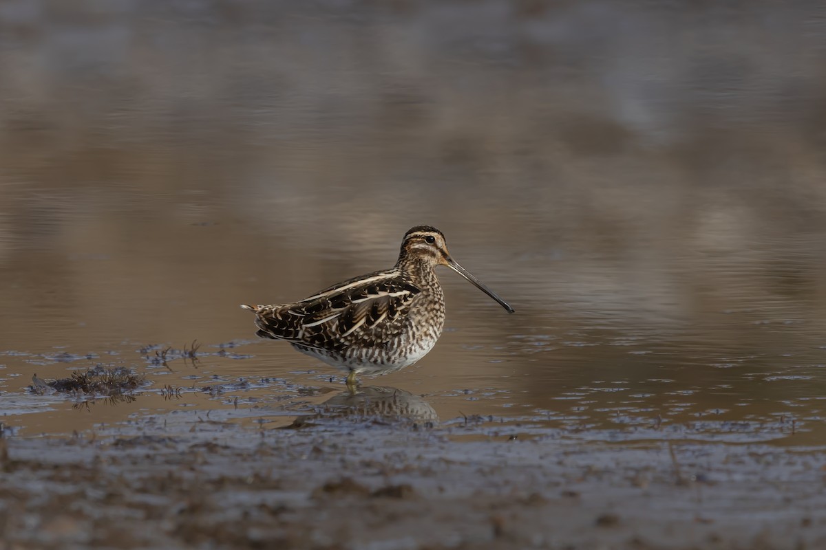 Wilson's Snipe - ML646546926