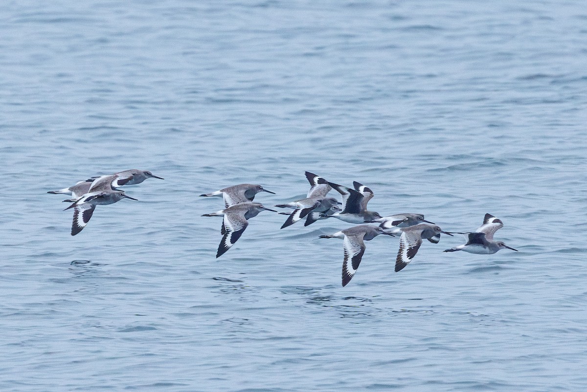 Коловодник американський - ML646546928