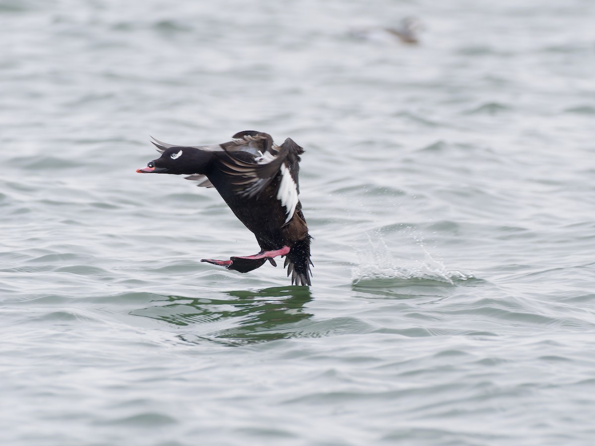 White-winged Scoter - ML646546929