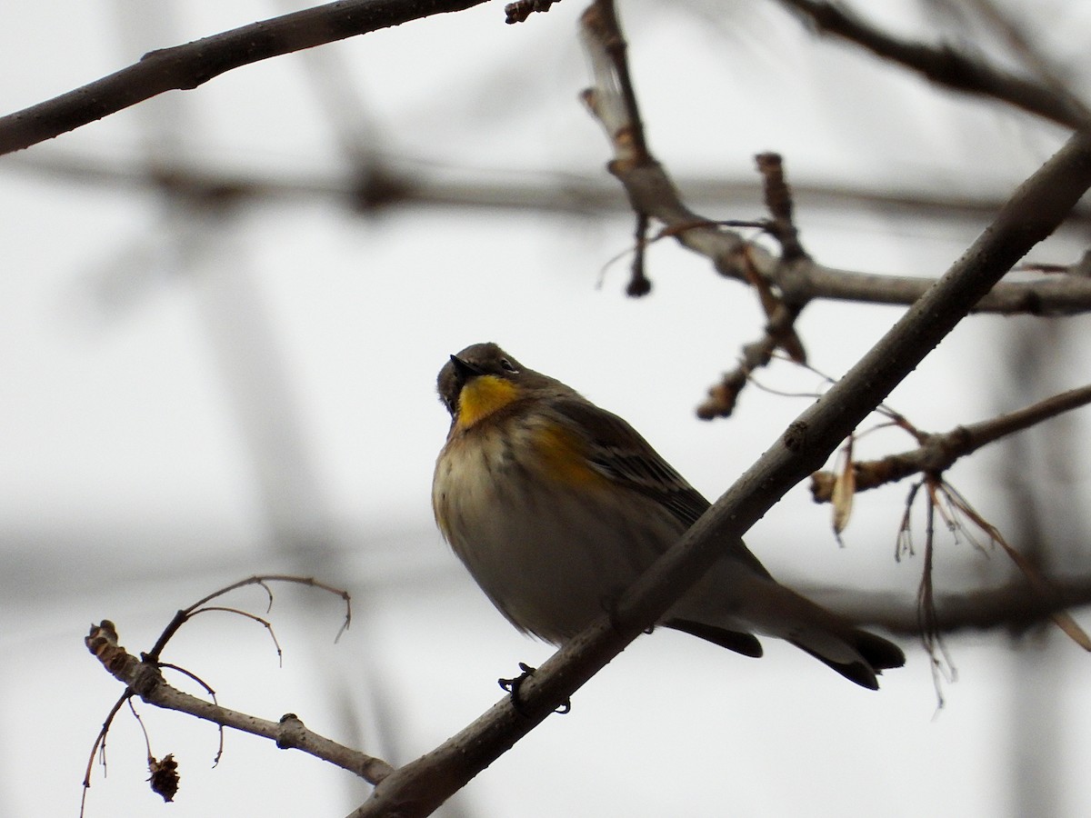 Kronenwaldsänger (Audubonwaldsänger) - ML646546930