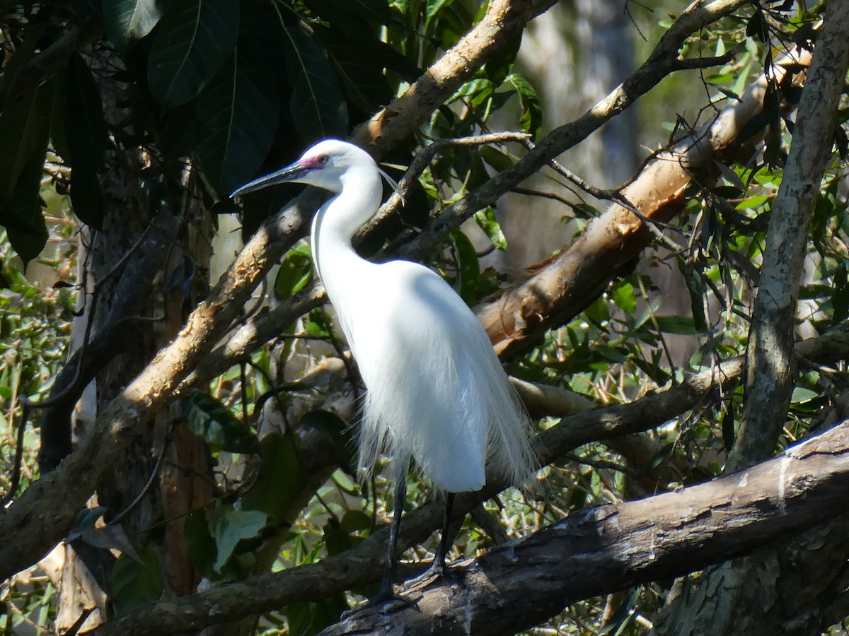 Little Egret (Australasian) - ML646546931