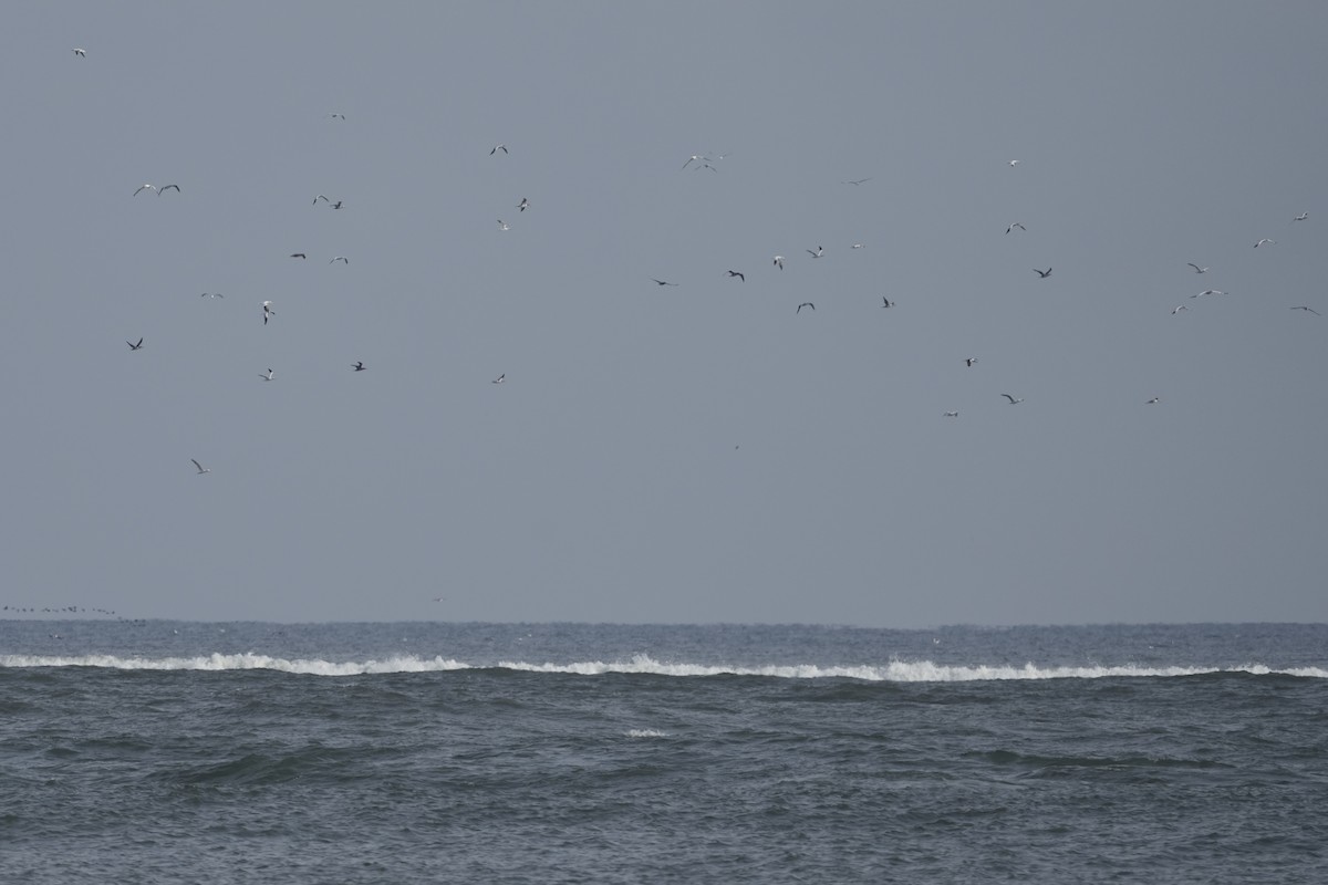 terej bílý - ML646546935