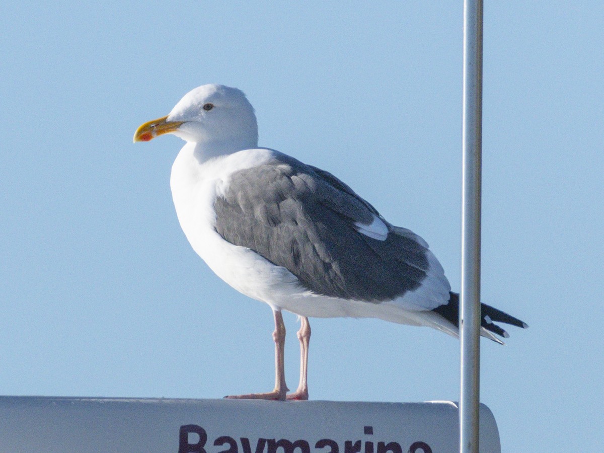 Western Gull - ML646546936
