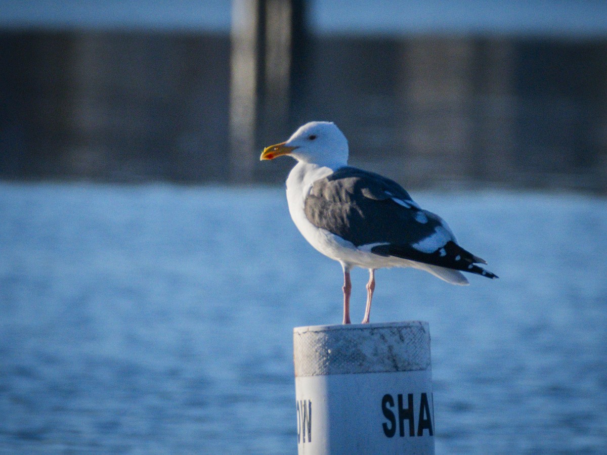 Western Gull - ML646546937