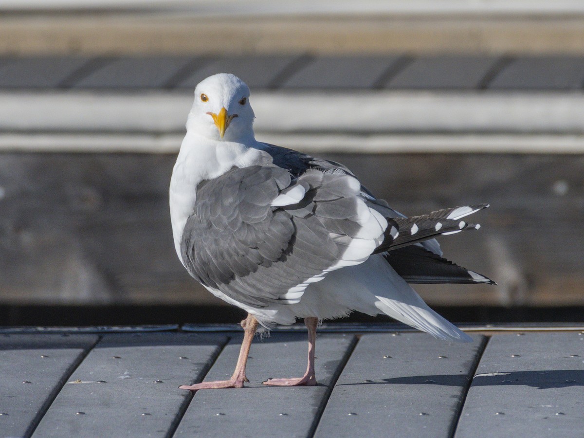 Western Gull - ML646546938