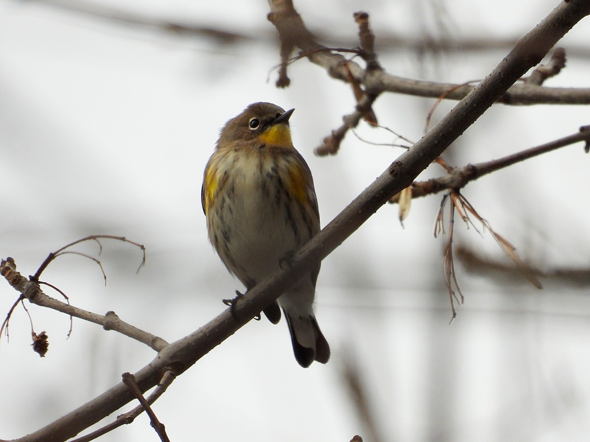 Kronenwaldsänger (Audubonwaldsänger) - ML646546940