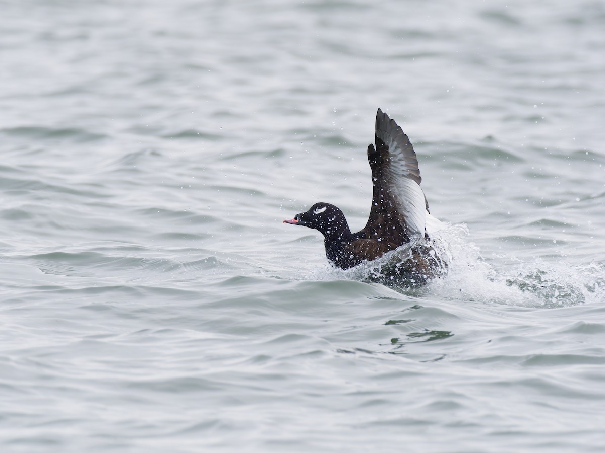 White-winged Scoter - ML646546941