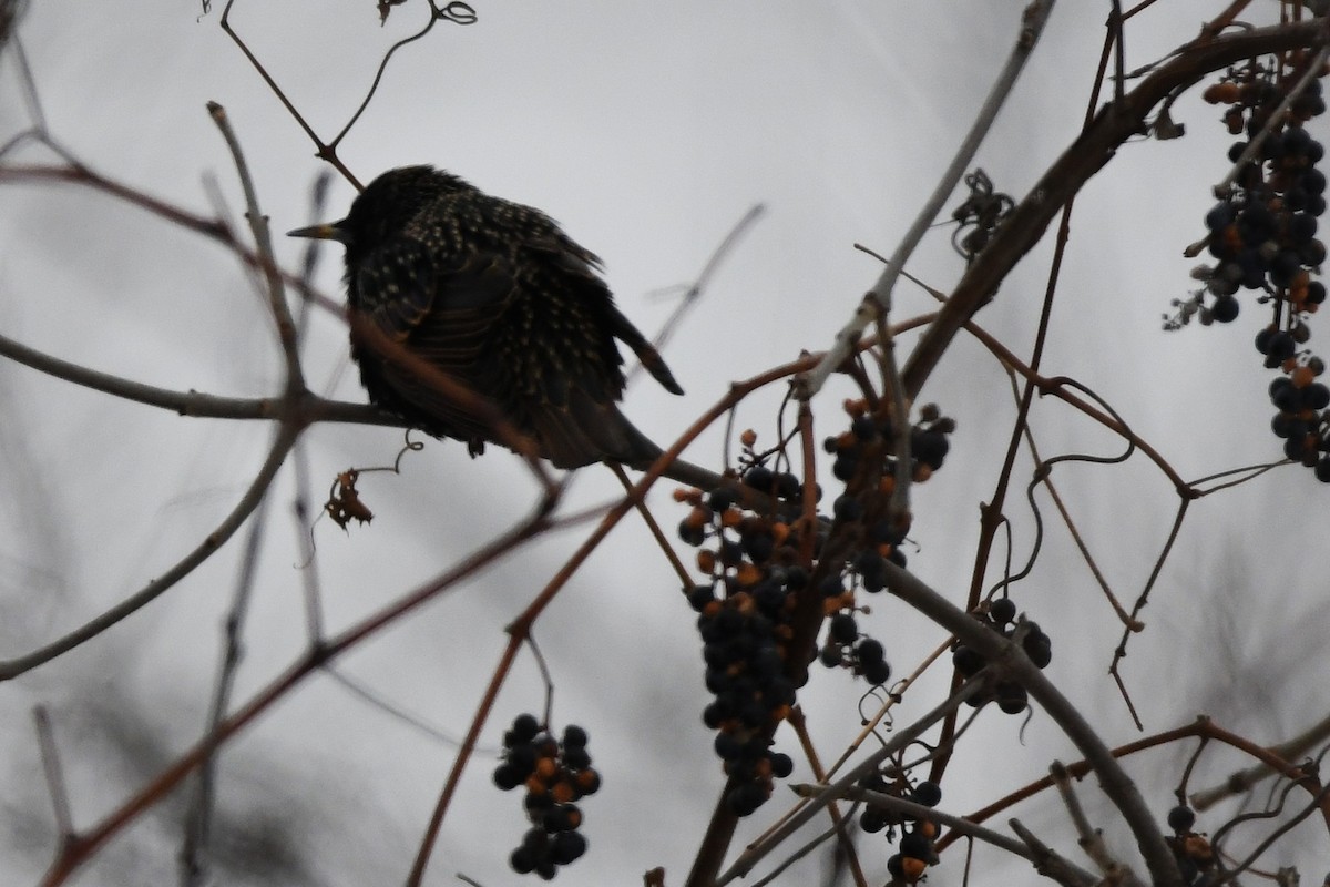 European Starling - ML646546945