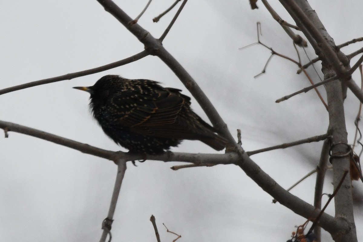 European Starling - ML646546946