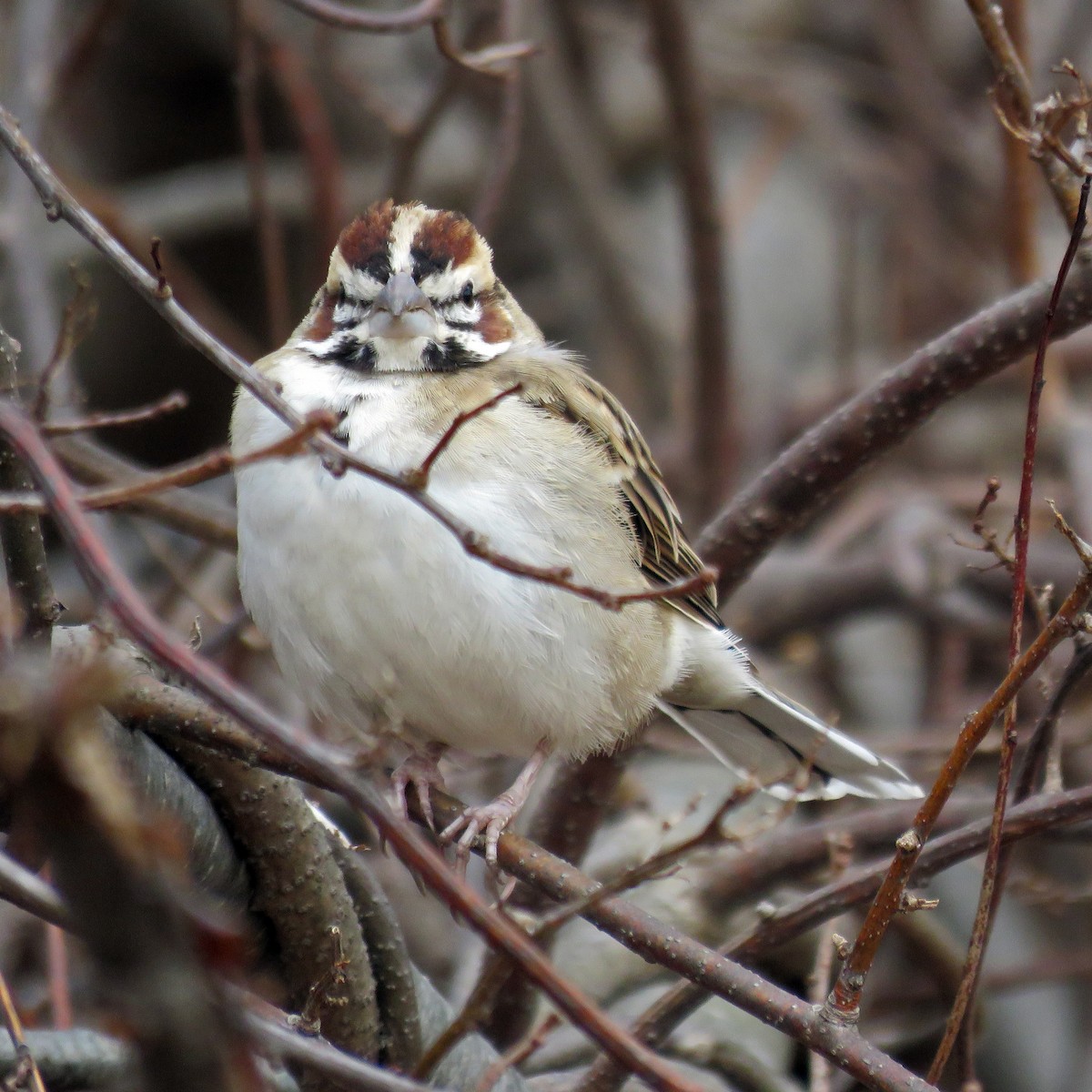 Chingolo Arlequín - ML646546947