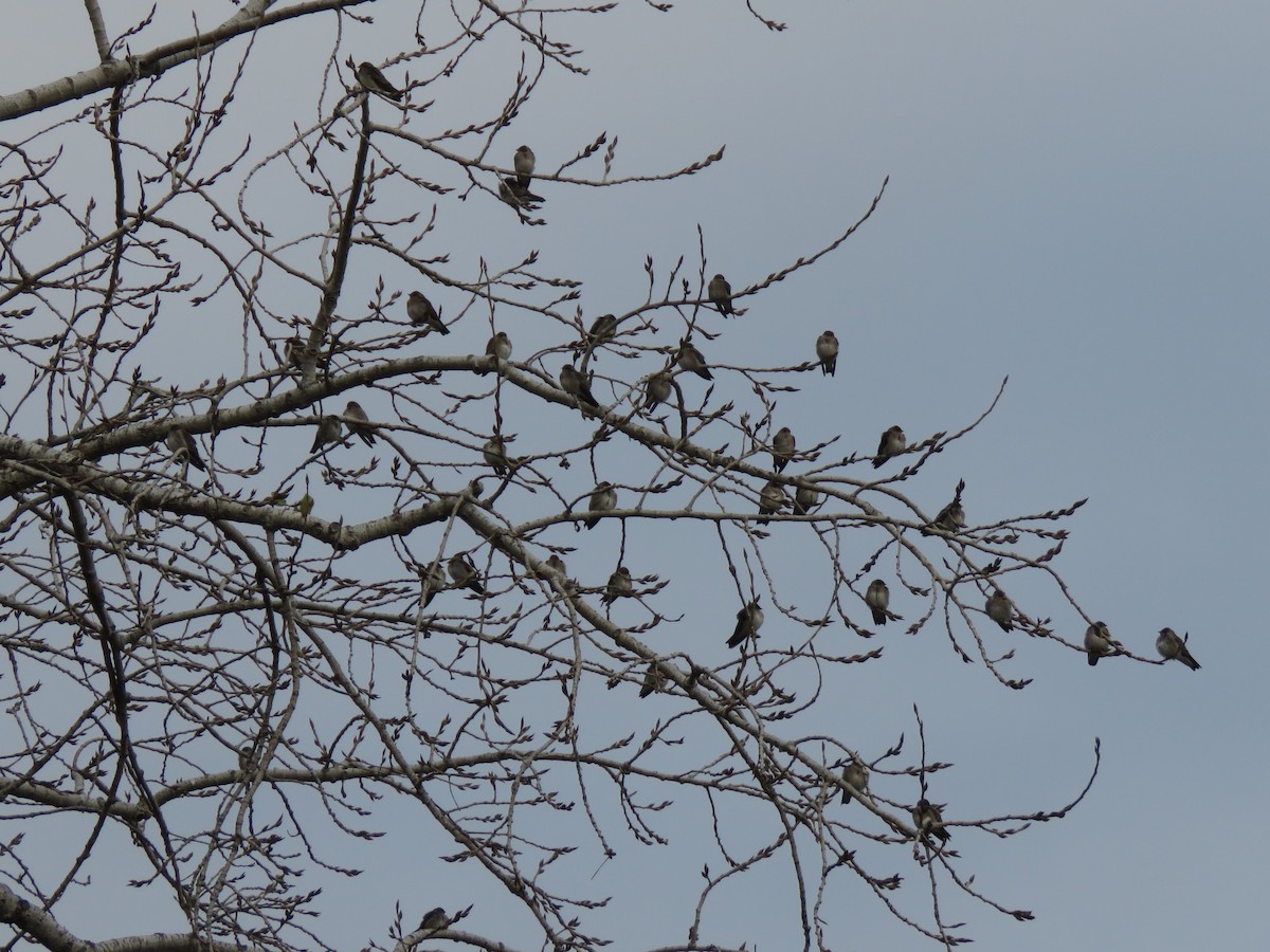 Northern Rough-winged Swallow - ML646546950