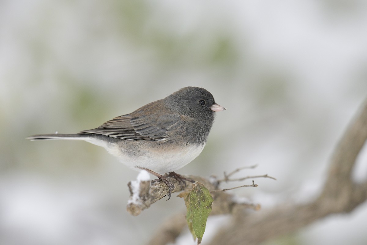 Dark-eyed Junco - ML646546951