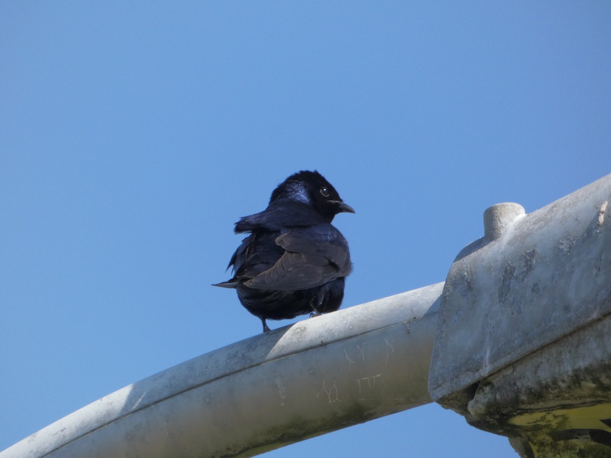 Hirondelle noire - ML646546953